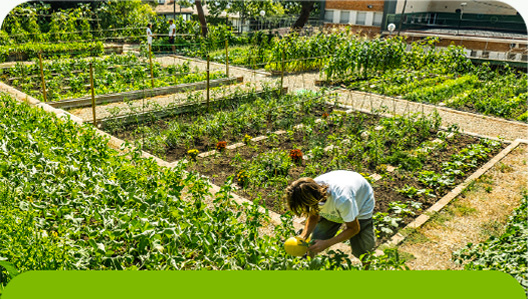 Jardín_comestible Nuestro Jardín comestible situado en Pedralbes