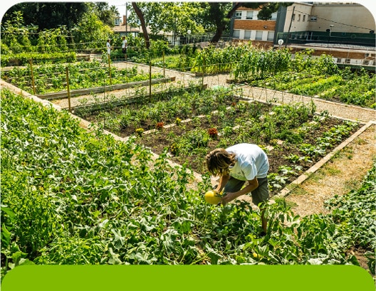 Nuestro Jardín comestible situado en Pedralbes